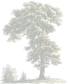 tree img